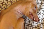 تصاویر خنده داری از زشت ترین سگ دنیا! + عکس - میز نفت